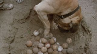 Hercules pawing at the baseballs in The Sandlot