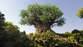 Tree of Life at Disney's Animal Kingdom